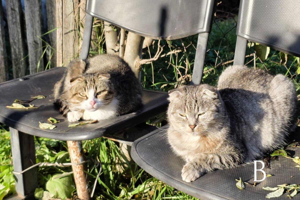 В Куркино облачно, местами с прояснением