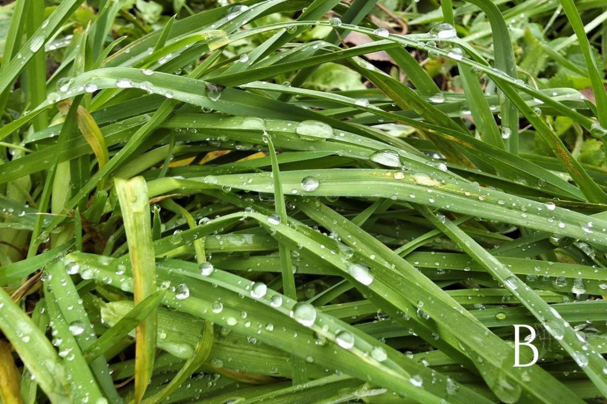 В Куркино будет пасмурно, дождь В Куркино будет пасмурно, дождь