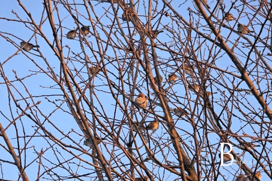 В Куркино переменчивая облачность, без осадков