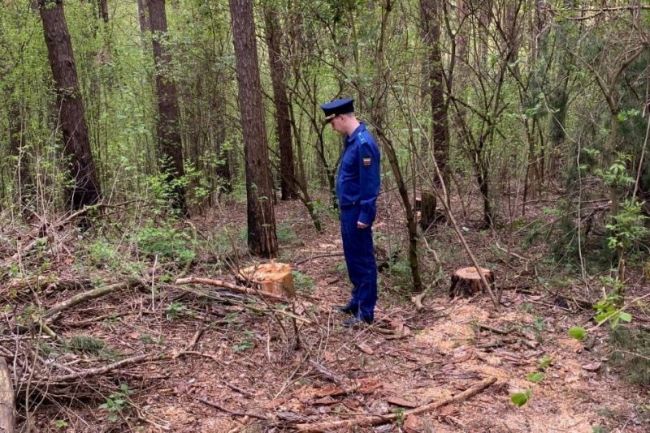 В Заокском районе незаконно вырубали деревья