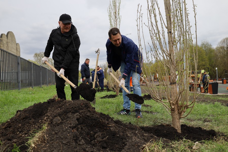 В Новомосковске началась весенняя высадка крупногабаритных деревьев