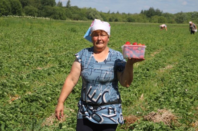 В Новомосковске начался сезон местной клубники В Новомосковске начался сезон местной клубники