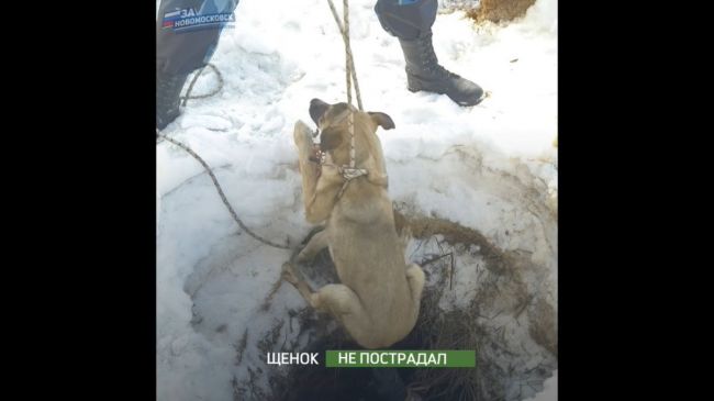 В Тульской области спасли щенка, провалившегося в старый колодец