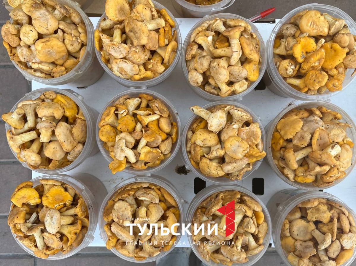 Почему на тульском рынке сейчас только лисички