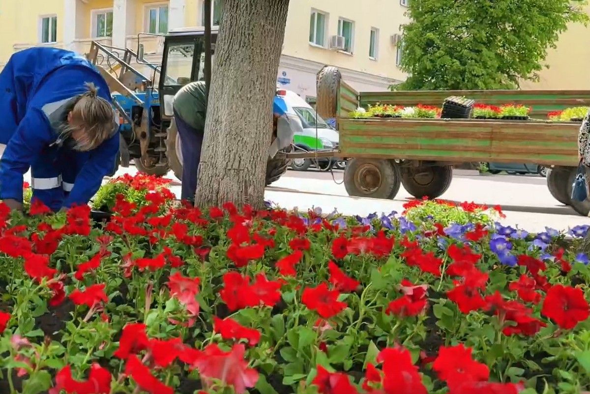 Около двухсот тысяч цветов будет высажено в этом сезоне в Новомосковске