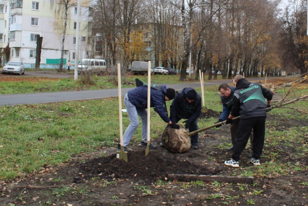 На улице Космонавтов высадили молодые клёны