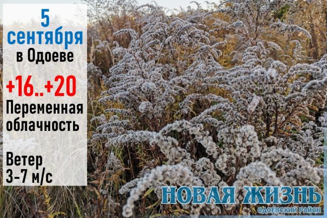Погода в Одоевском районе 5 сентября: Обещают тёплый осенний денек