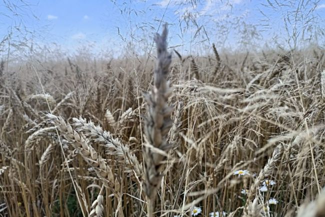 Одоевским аграриям расскажут о черни колоса пшеницы