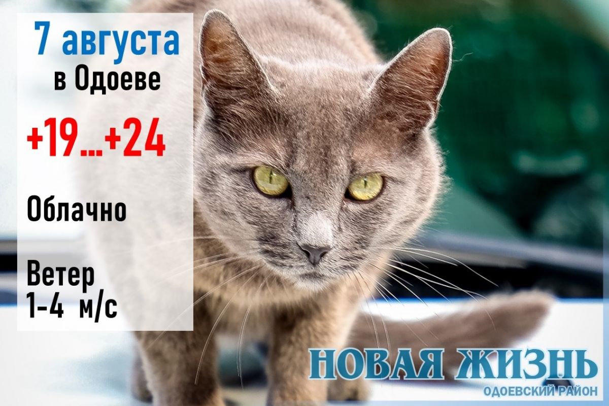 7 августа: погода в Одоевском районе