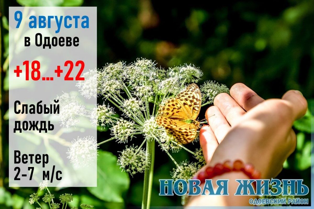 9 августа: погода в Одоеве и районе