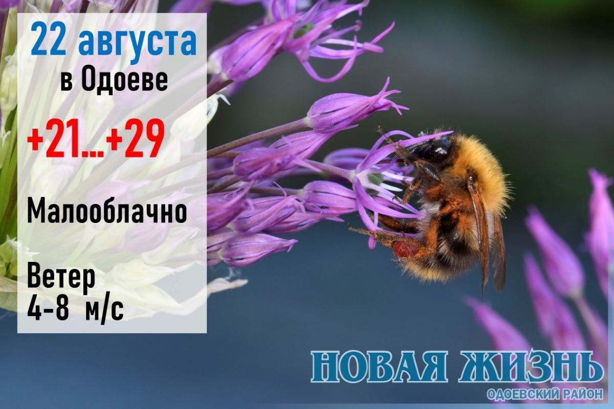 22 августа: тихая и сухая погода - к поздней зиме