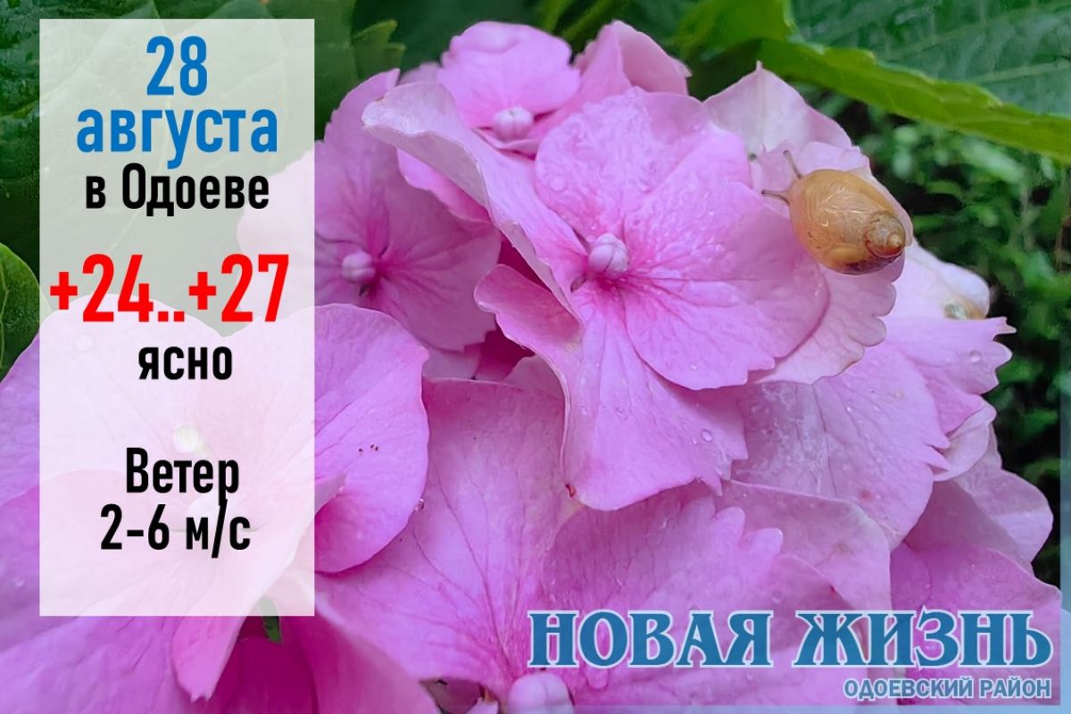 28 августа: много паутины на растениях, то зима будет холодная с сильными морозами