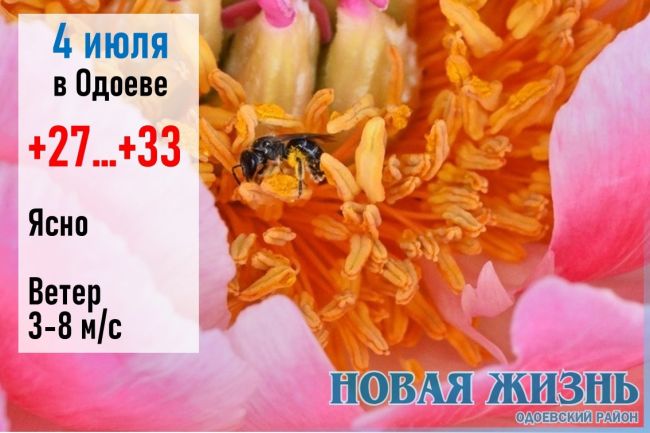 На Ульянов день было принято собирать цветы липы