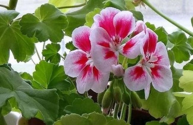 Что любит, и что не любит герань на окошке Что любит, и что не любит герань на окошке