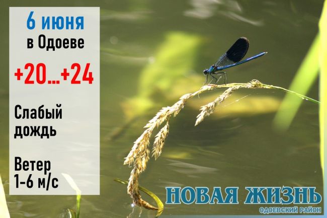 6 июня: день Симеона Столпника