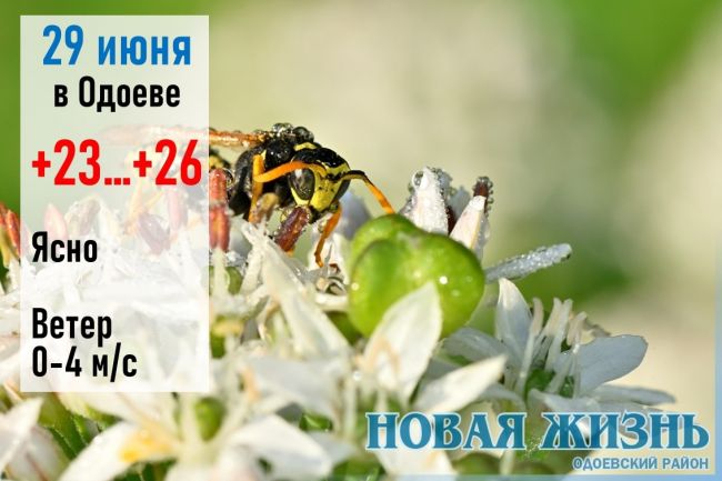 29 июня: солнечно и жарко в Одоевском районе