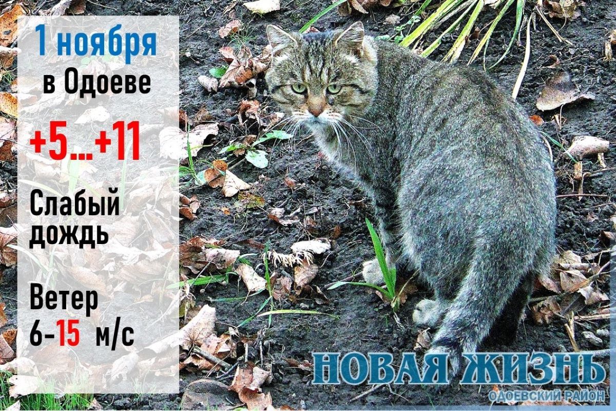 1 ноября с вишни листья не облетели - зимы не жди 1 ноября с вишни листья не облетели - зимы не жди