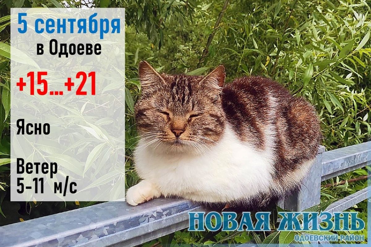 В день Лупа Брусничника тёплые ночь и день - весь сентябрь окажется таким