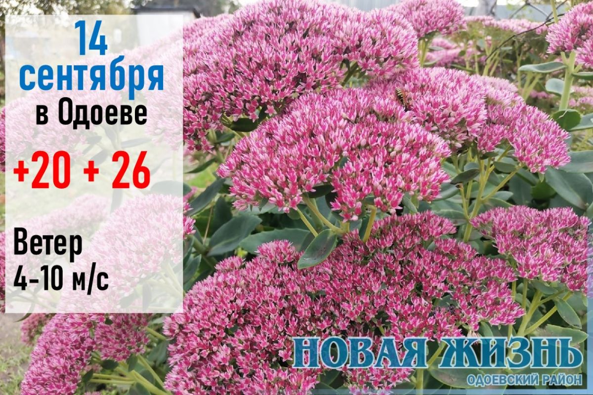 14 сентября: погода в районе и Одоеве