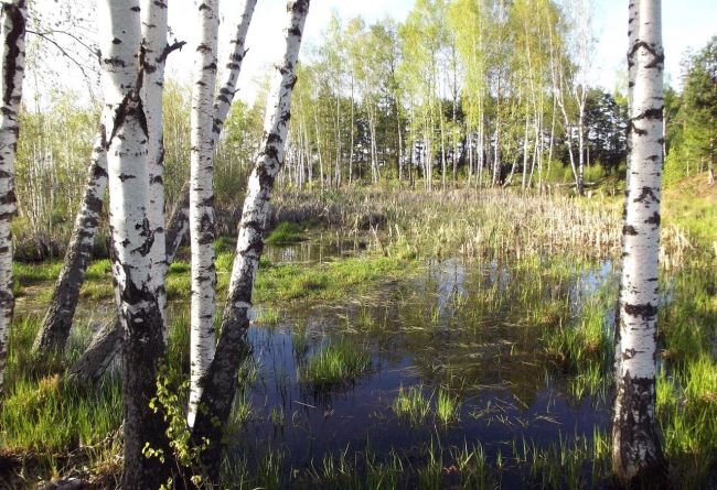 Одоевские лесничие просят беречь русский лес
