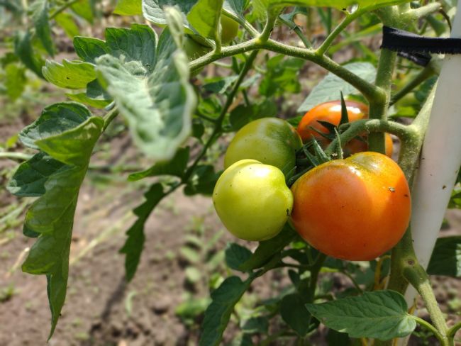 Одоевским овощеводам рассказали о болезни томатов