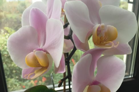 Когда нужно пересаживать орхидею?