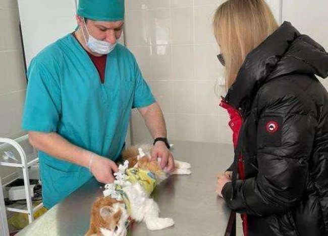 В России создали диагностический комплекс для мониторинга здоровья животных на дому