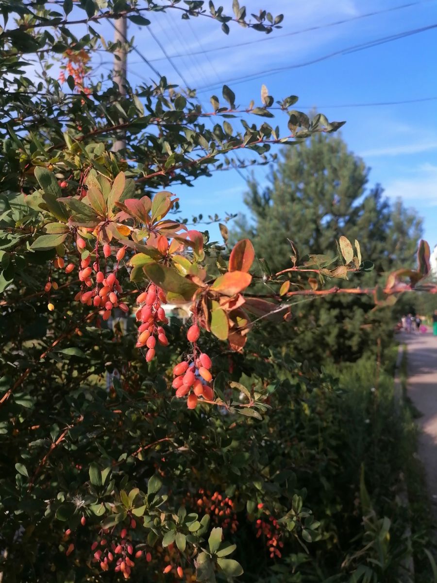 Плавчане делятся своими снимками