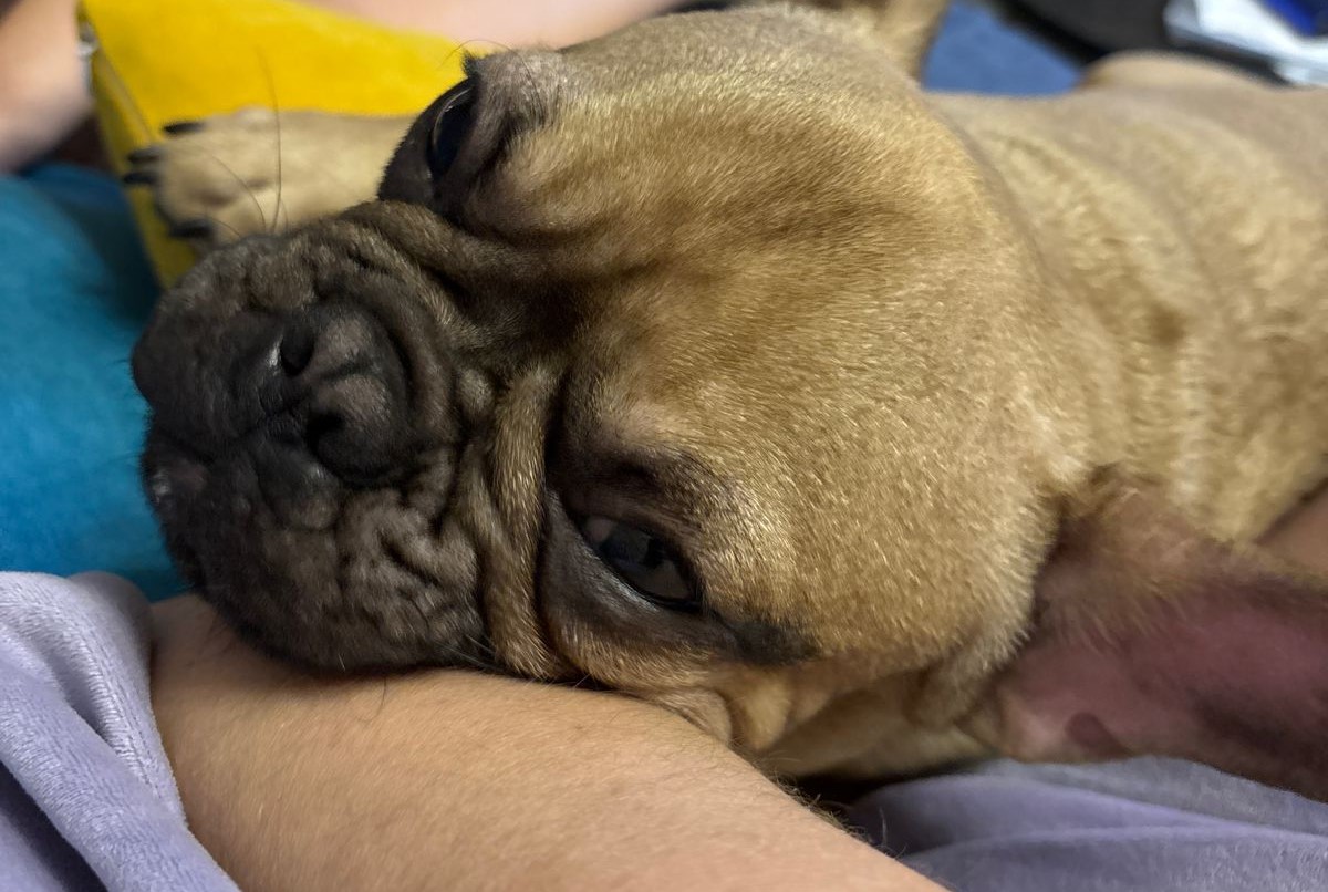 Редакция газеты продолжает рубрику «Четвероногий фоторепортаж»! Редакция газеты продолжает рубрику «Четвероногий фоторепортаж»!