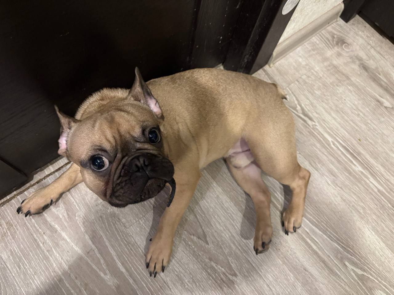 Редакция газеты продолжает рубрику «Четвероногий фоторепортаж»!