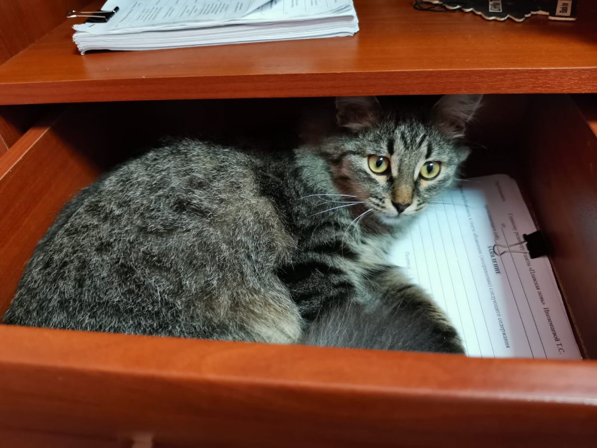 Редакция газеты продолжает рубрику «Четвероногий фоторепортаж»!