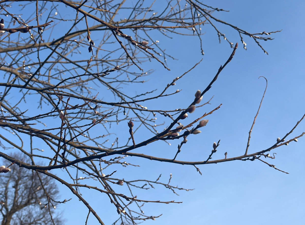 Весенний солнцеворот, Вербоносица. Народные приметы Весенний солнцеворот, Вербоносица. Народные приметы