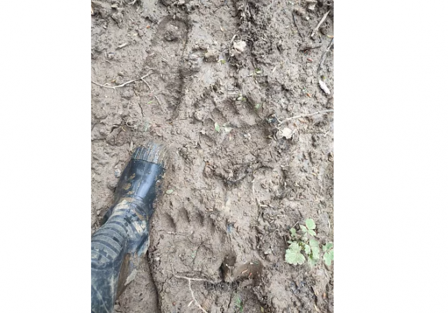 Недалеко от Тулы нашли следы бурого медведя
