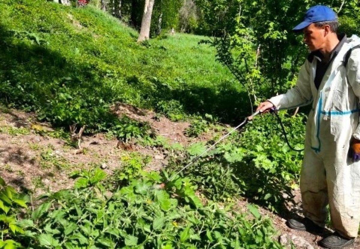 В Щекинском районе началась борьба с борщевиком