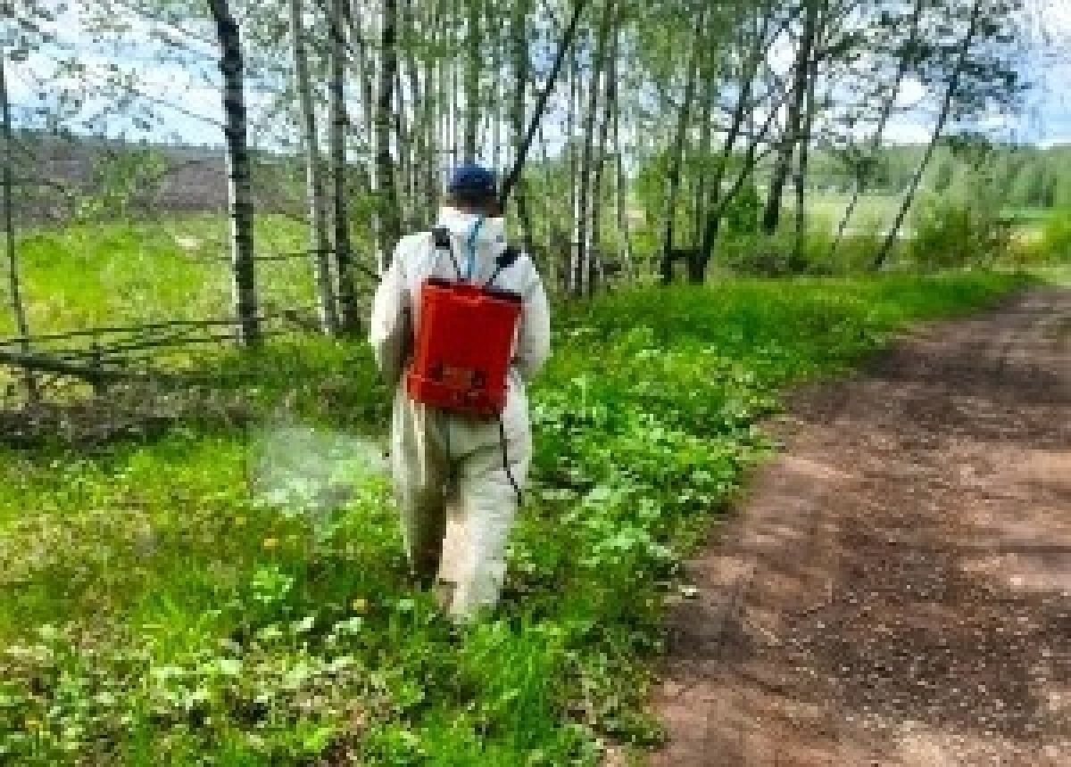 В Щекинском районе от борщевика обработают около 136 гектаров земли