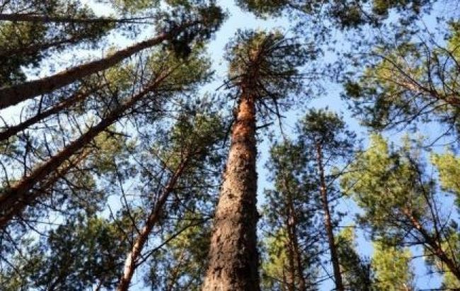 В Щёкинском районе незаконно вырубили деревья