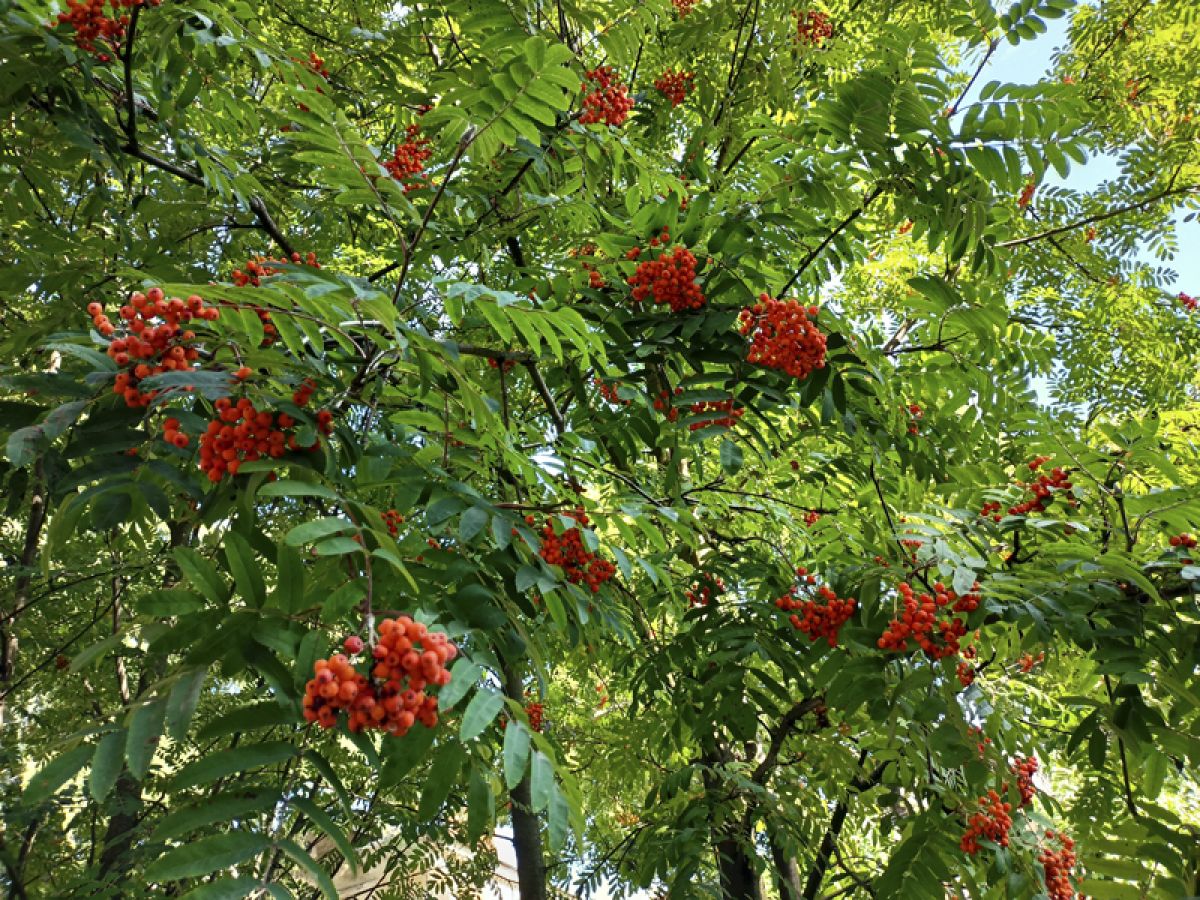 Луп Брусничник. Народные приметы