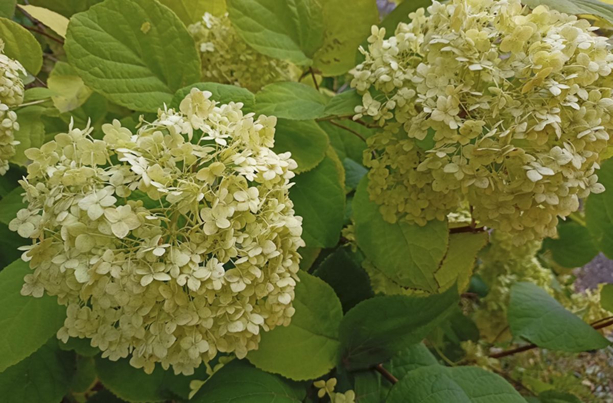 Савватий Пчельник. Народные приметы Савватий Пчельник. Народные приметы