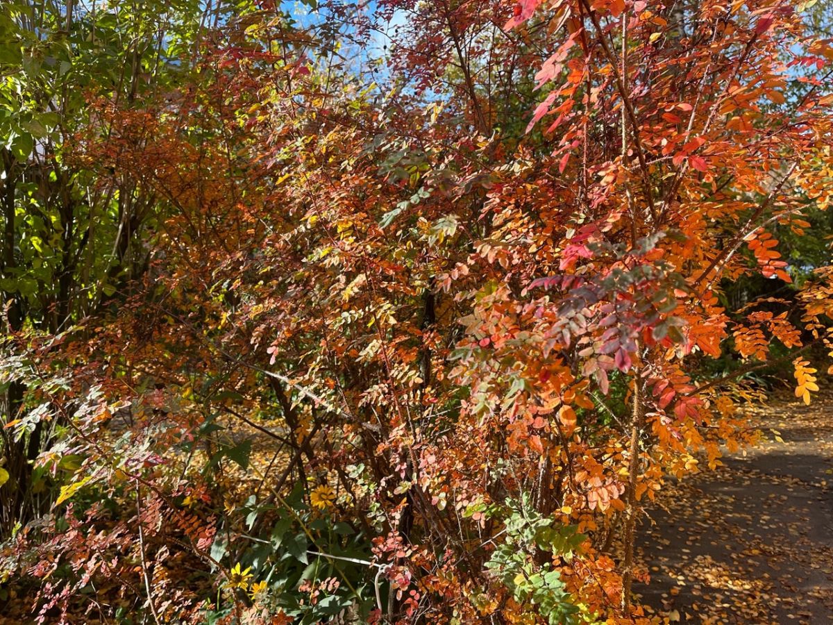 Погода в Щекино 11 ноября 2025 года