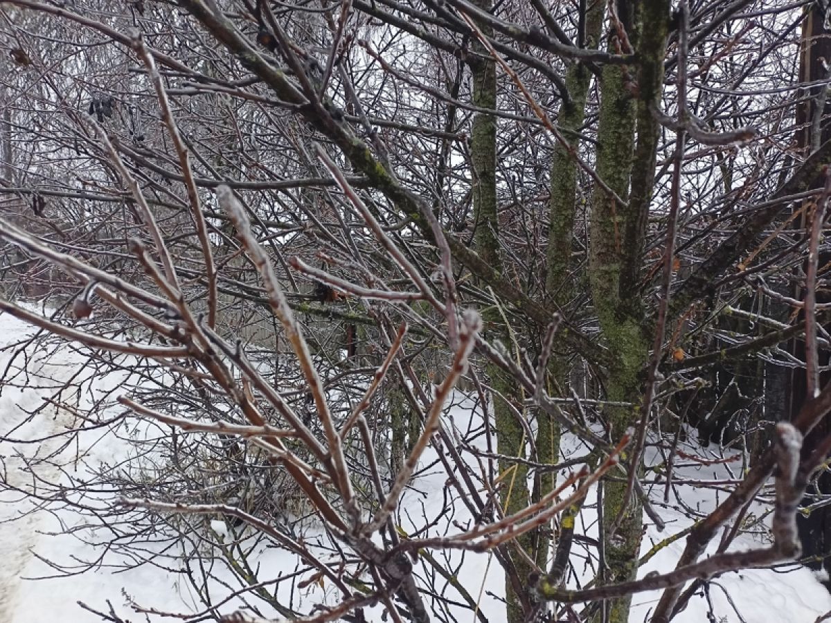 Михайлов день. Народные приметы