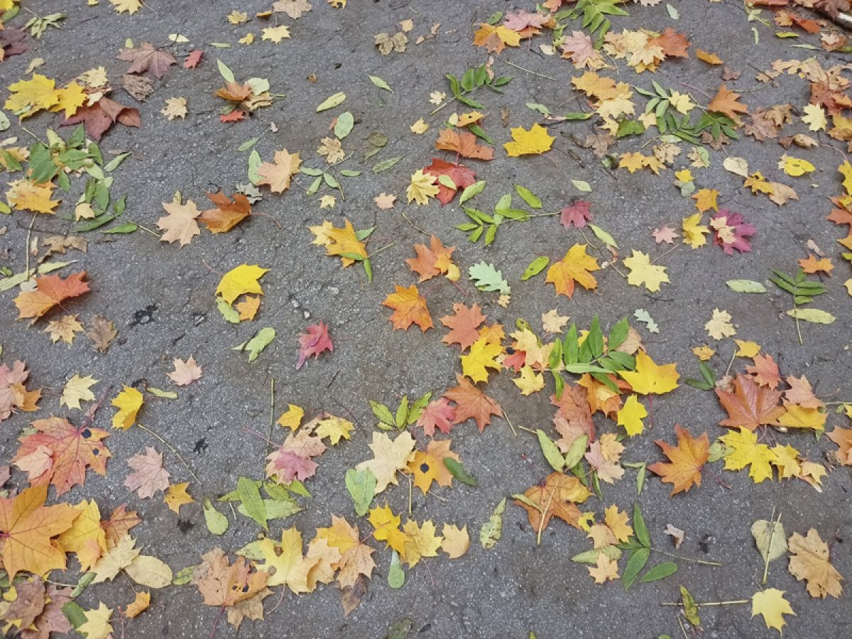 Погода в Щекино 1 ноября 2025 года Погода в Щекино 1 ноября 2025 года