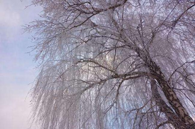 Погода в Щекино 2 декабря 2023 года