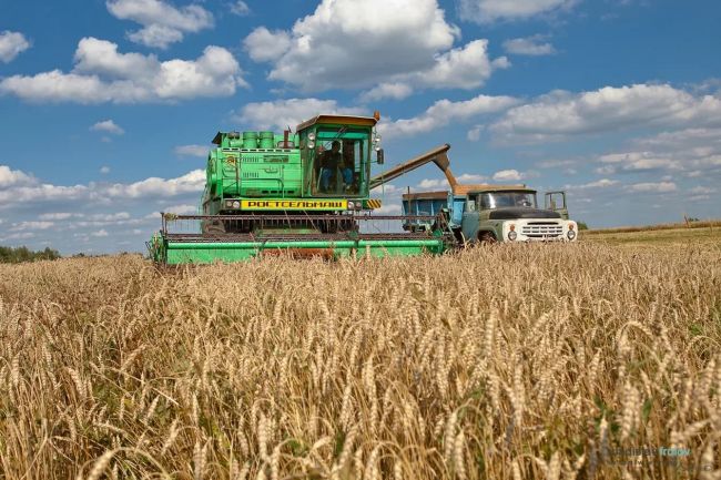 Земледельцы  Щёкинского района в этом году намолотили 142 тыс тонн зерна