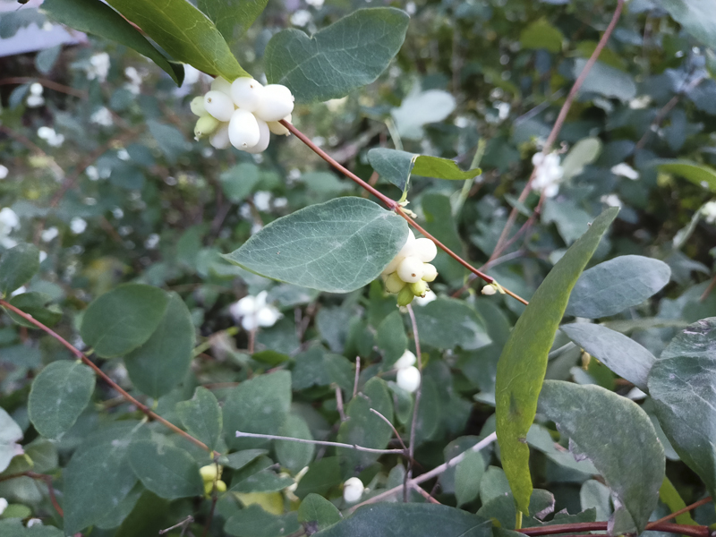 Погода в Щекино 2 декабря 2025 года Погода в Щекино 2 декабря 2025 года