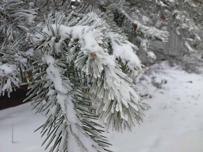 Сойкин день. Народные приметы Сойкин день. Народные приметы