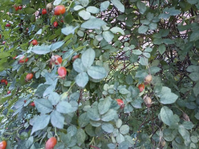Корнилов день: народные приметы Корнилов день: народные приметы