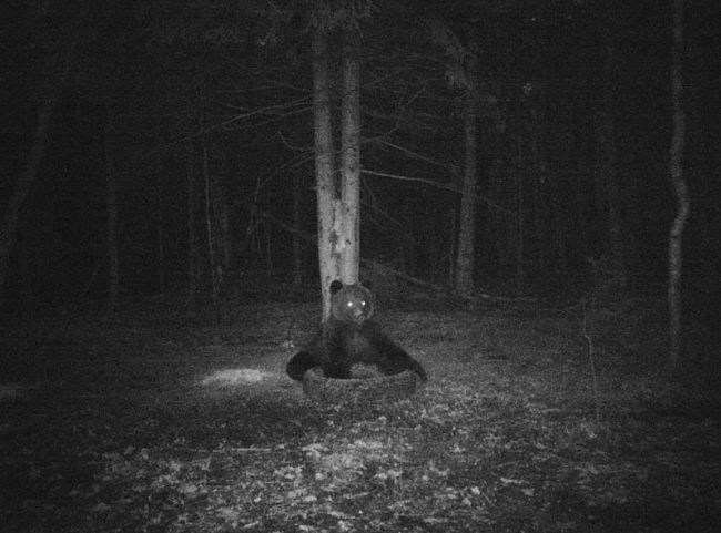 В Суворовском районе фотоловушка зафиксировала бурого медведя