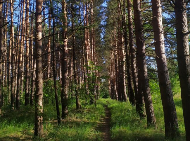 Суворовская прокуратура информирует: в Лесной кодекс Российской Федерации внесены изменения