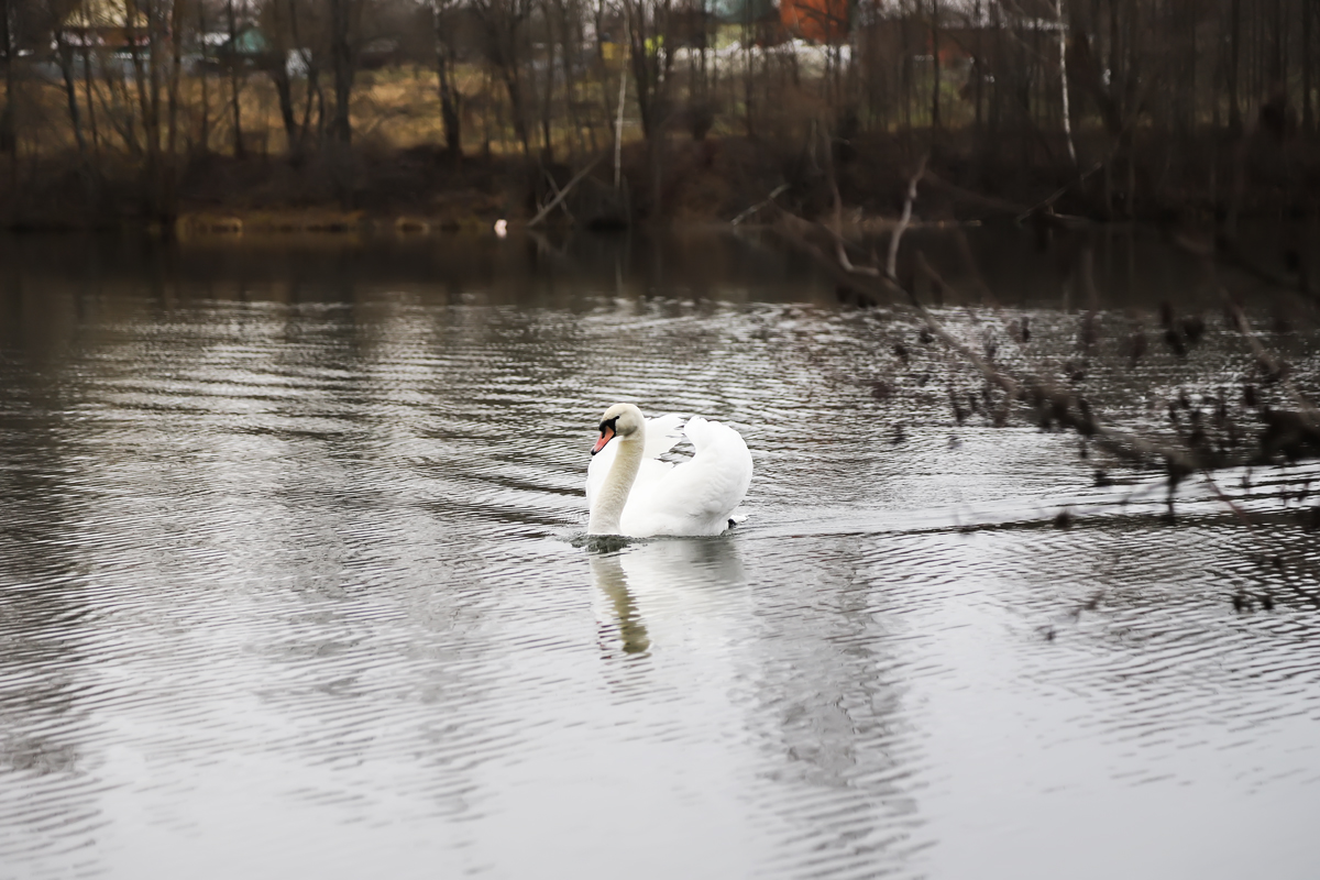 Суворовцам рассказывают, когда лебедям действительно нужна помощь зимой Суворовцам рассказывают, когда лебедям действительно нужна помощь зимой