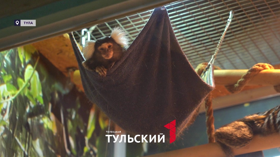 От детсада до террариума: как тульский экзотариум стал домом для редких рептилий От детсада до террариума: как тульский экзотариум стал домом для редких рептилий